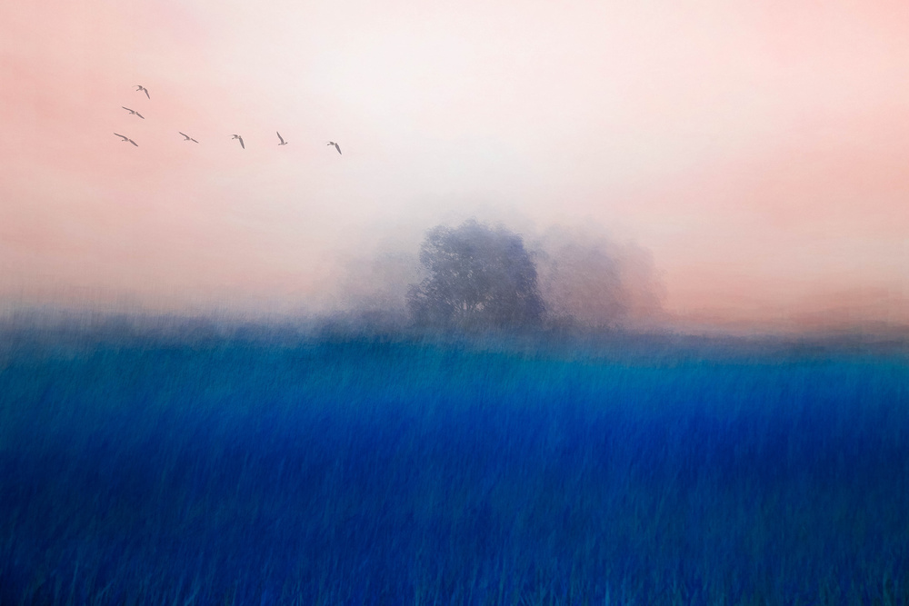 The Tree on the Blue von Chung gook  Yang