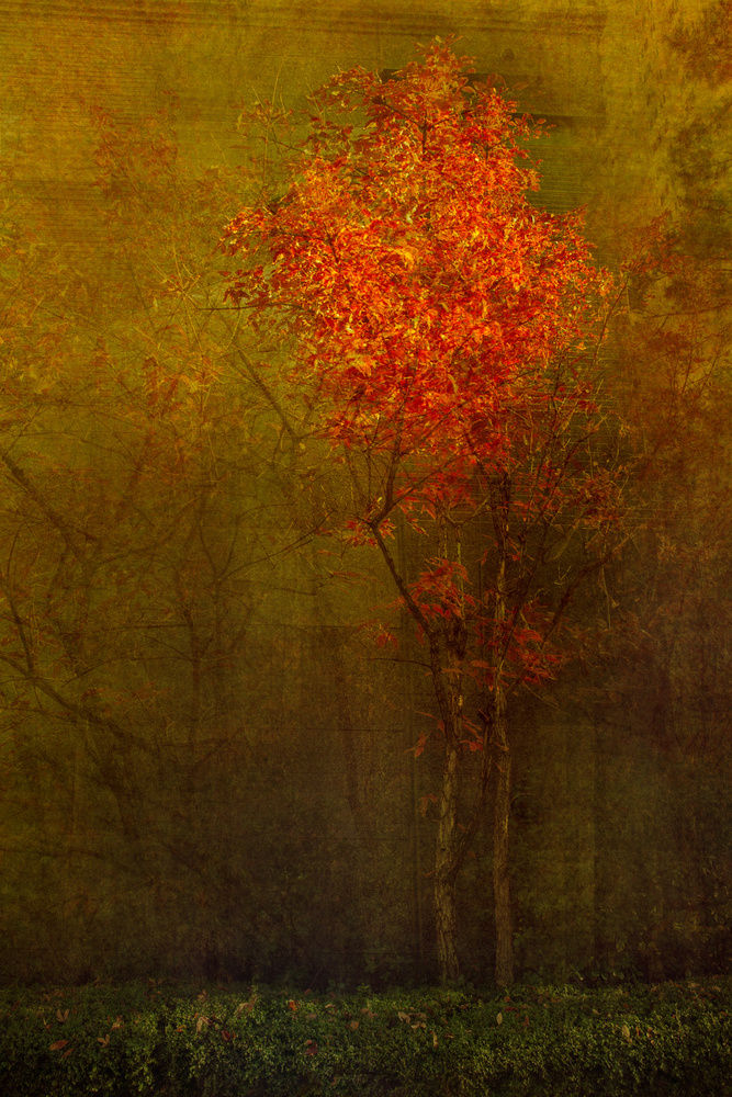 Beautiful tree von Chung gook  Yang