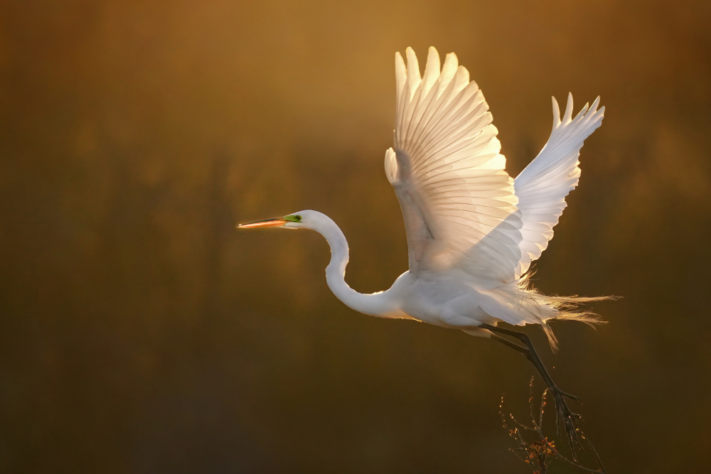 Morning run von Cicy Chen