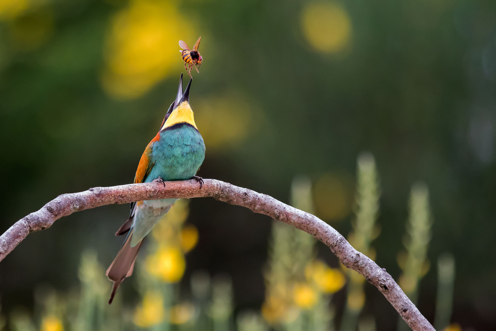 The bee-eater and the bee von Ciro De Simone