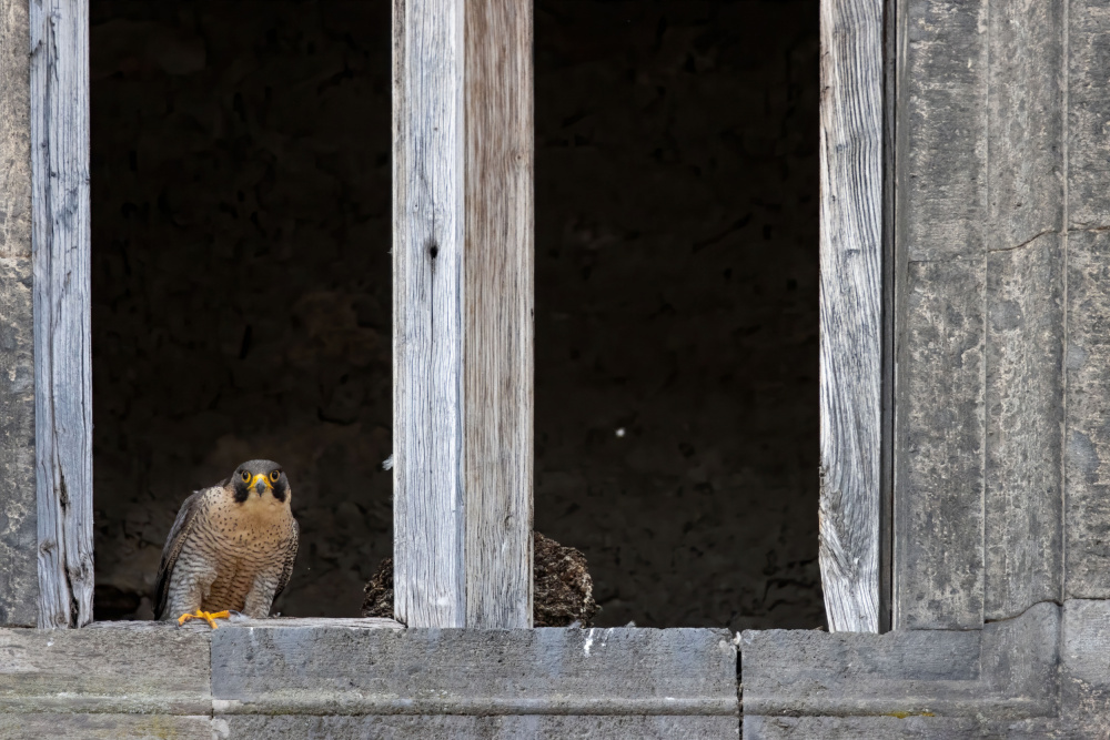 the falcon in the castle von Ciro De Simone