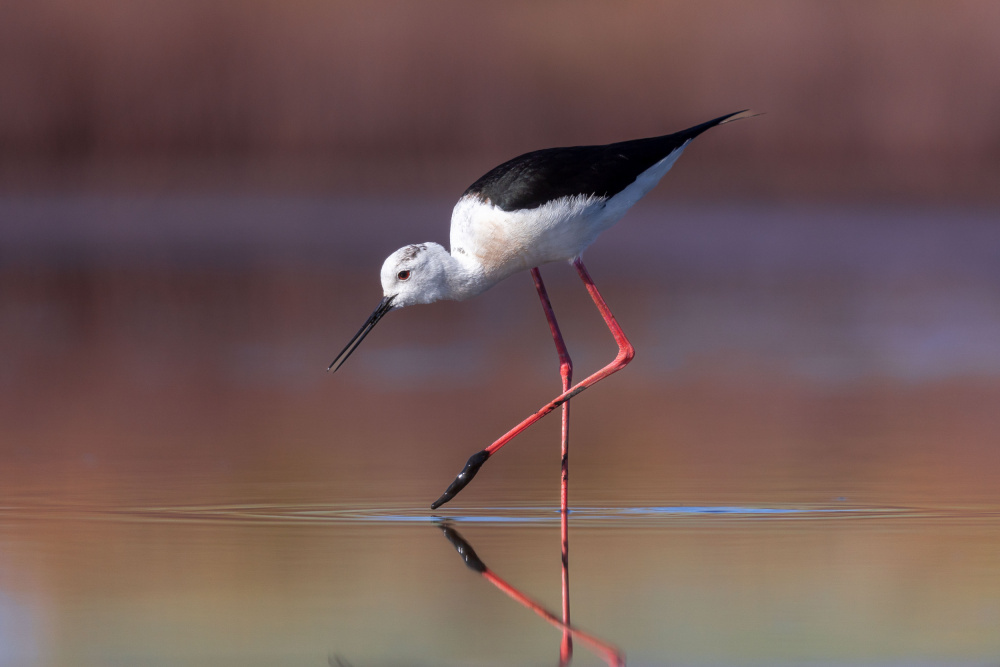 Himantopus himantopus von Ciro De Simone