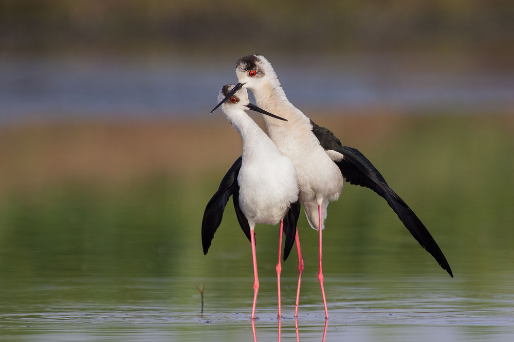 Himantopus himantopus love von Ciro De Simone