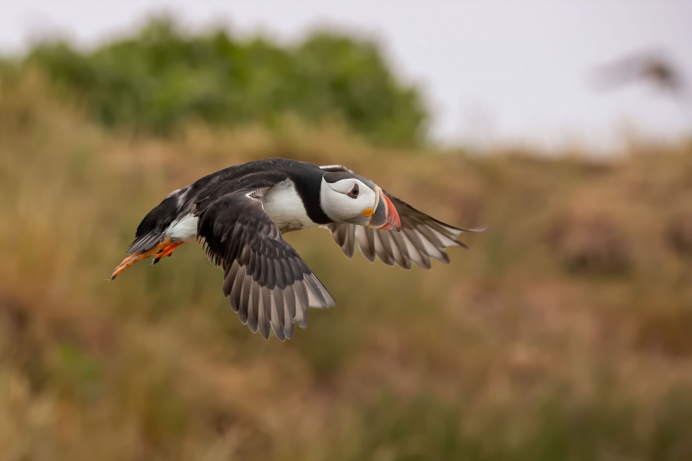 Puffin von Ciro De Simone