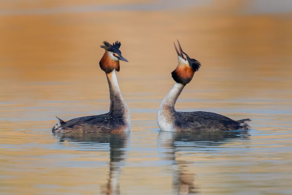 Podiceps cristatus von Ciro De Simone