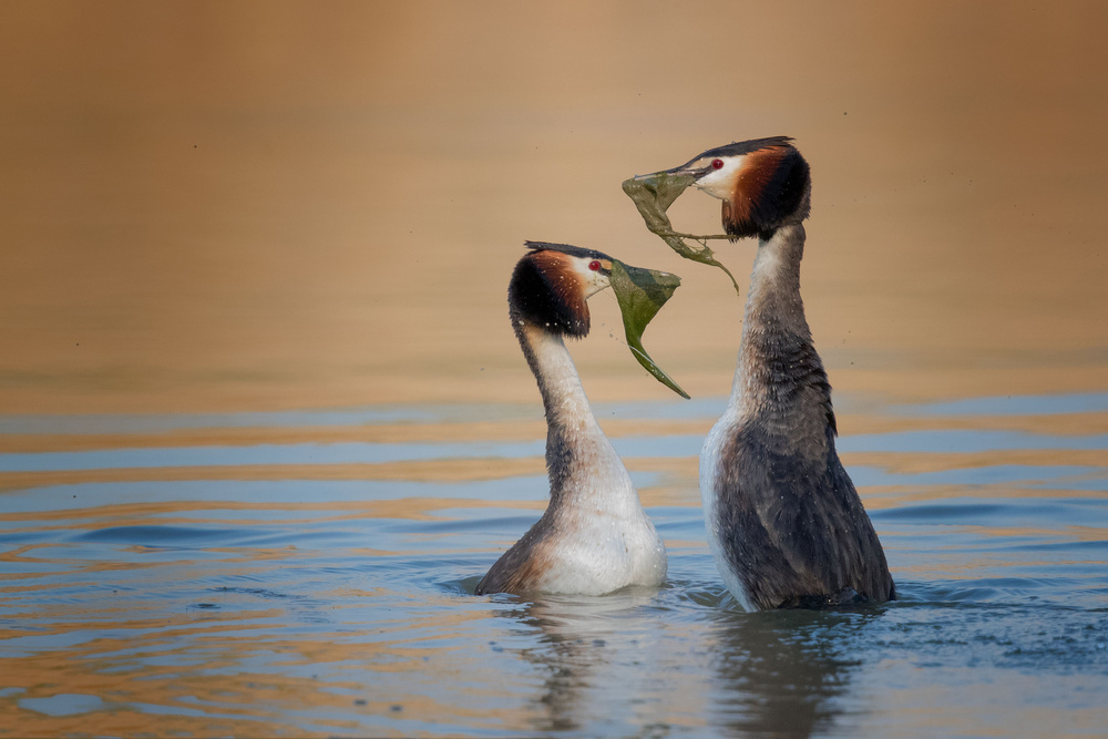 Podiceps cristatus  The gift von Ciro De Simone