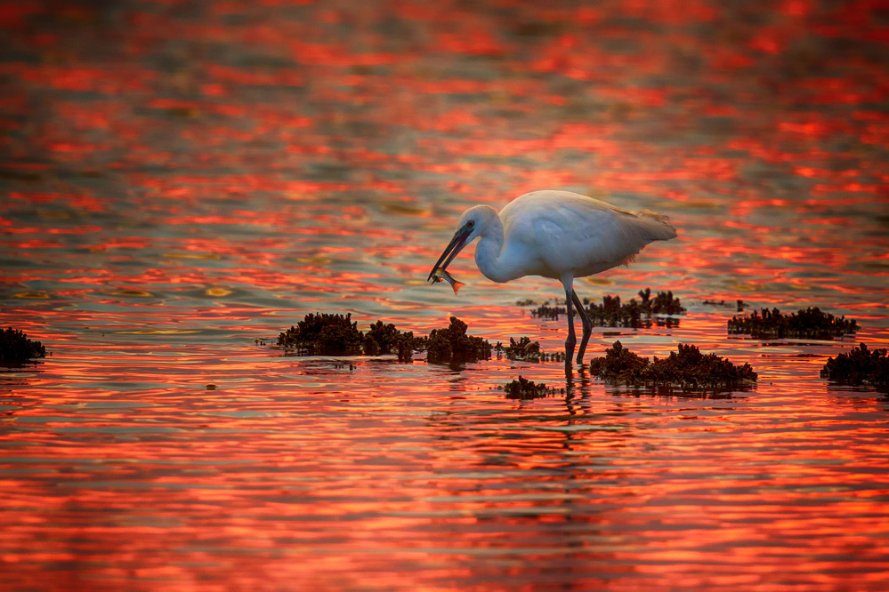 Sunset and egret von Ciro De Simone