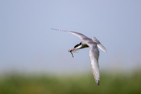 Sterna hirundo