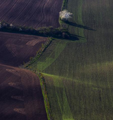 Moravia 7