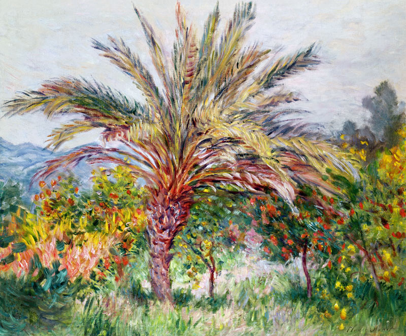 Palm Tree at Bordighera von Claude Monet