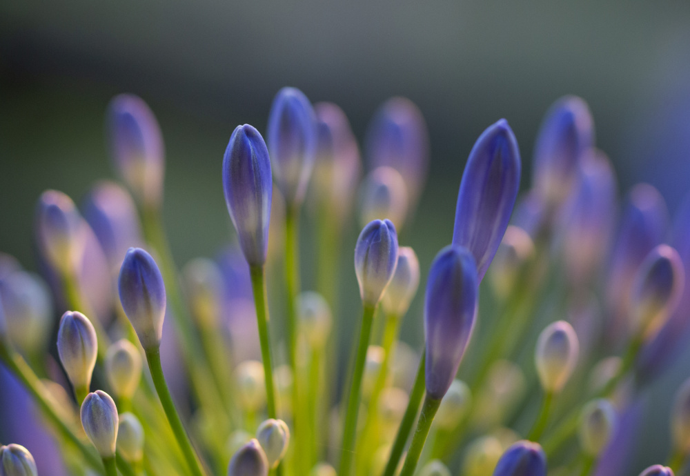 Agapanthus Closeup von Claudi Lourens