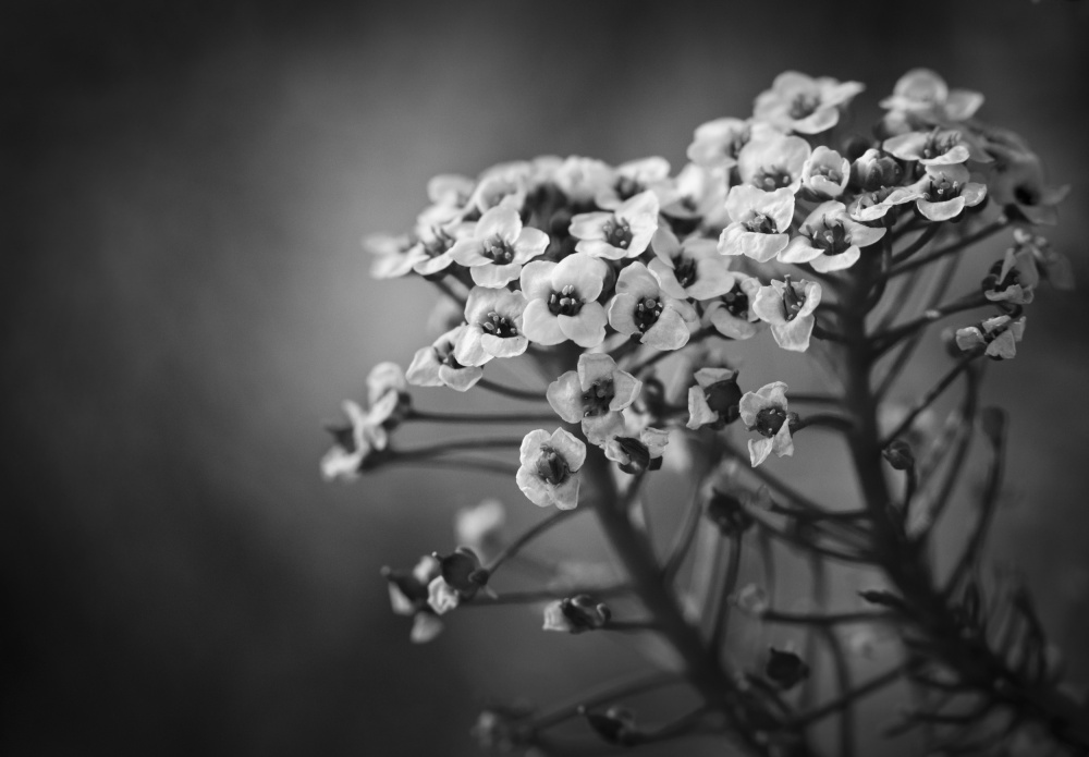 Alyssum Flowers von Claudi Lourens