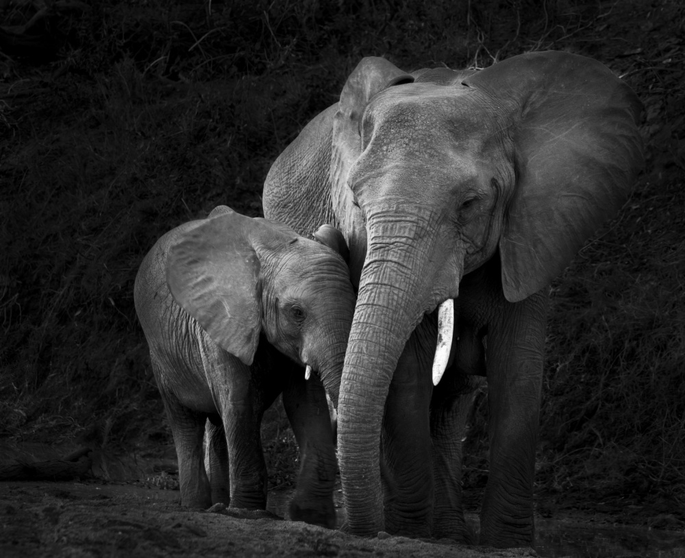 Mother Elephant with Calf von Claudi Lourens