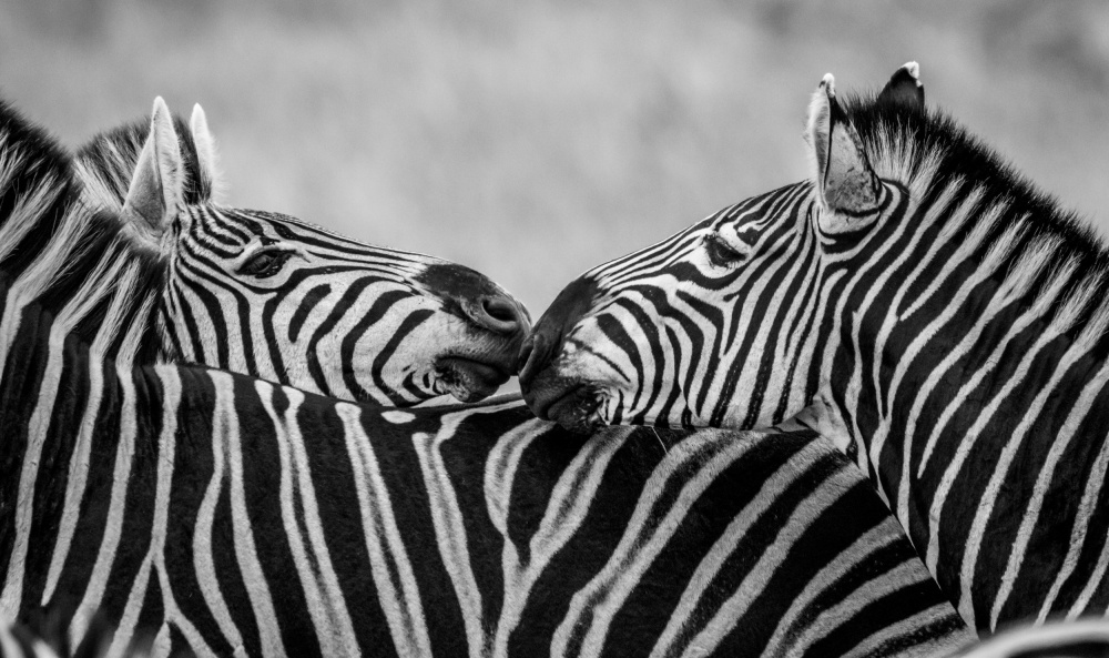 Black and White Zebras von Claudi Lourens