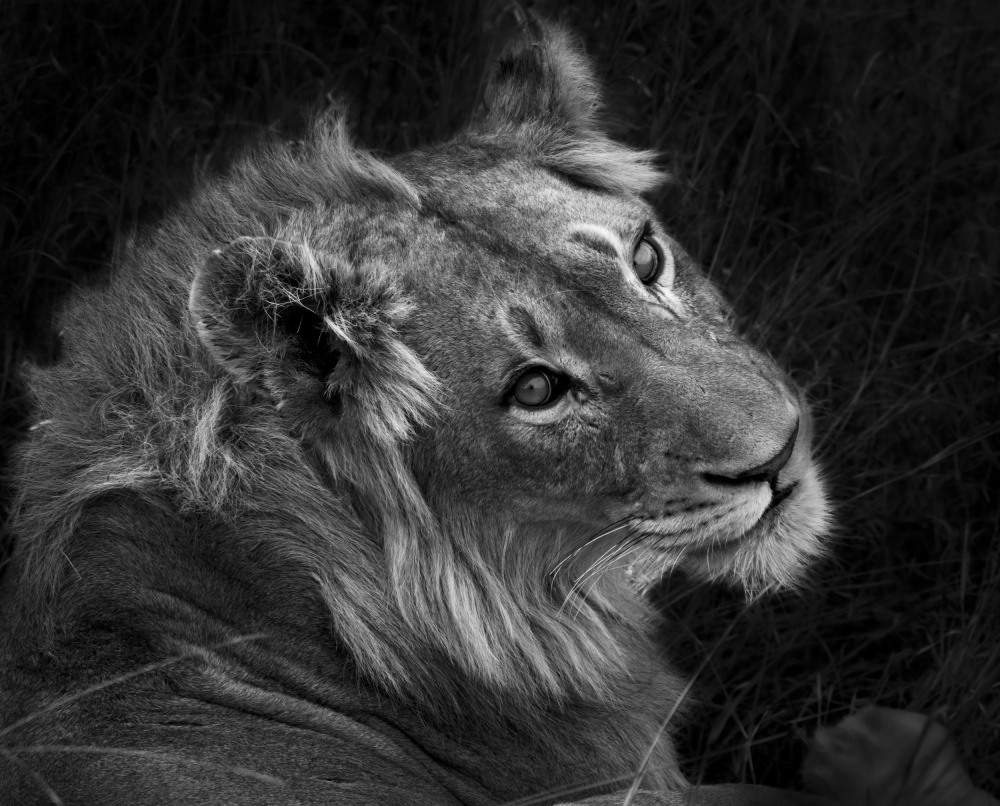 Black and White Lion Portrait von Claudi Lourens