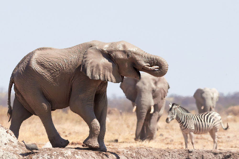 Cooling bath in the mud von Claudia Groth