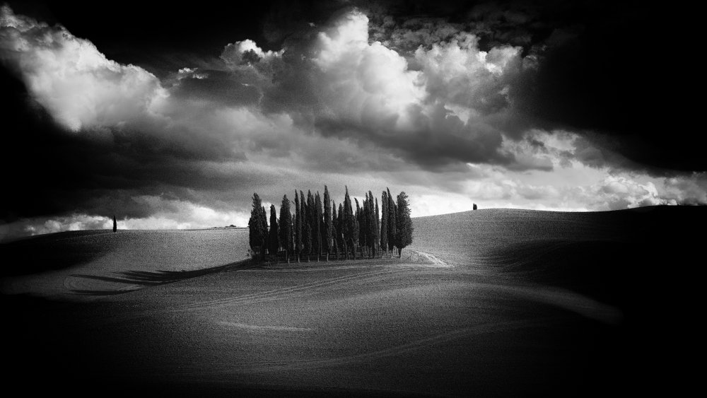 The cypresses von Claudio Moretti