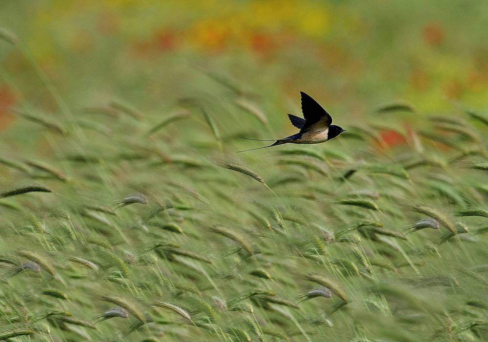 my freedom flying von Claudio Moretti