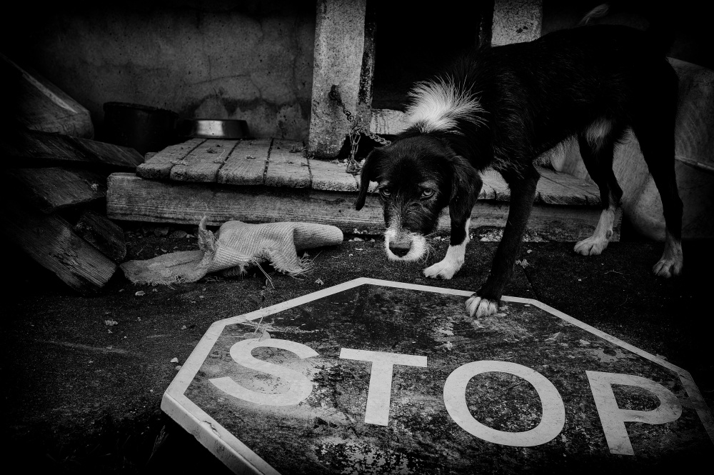 STOP Project Lives on Hold von Cláudio Vicente