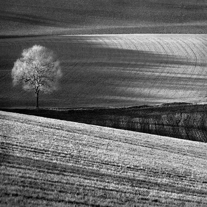 Fields and Tree von Clive Collie