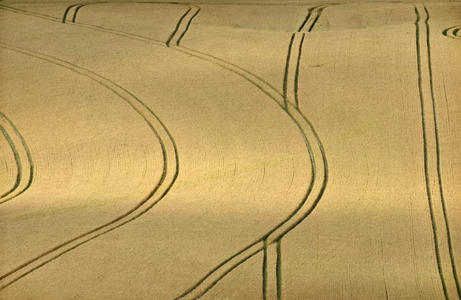 Wheat Field, Wiltshire von Clive Collie