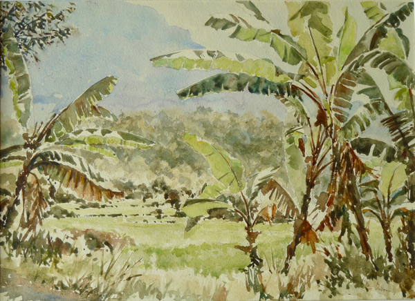 740 Banana trees, Ramboda von Clive Wilson