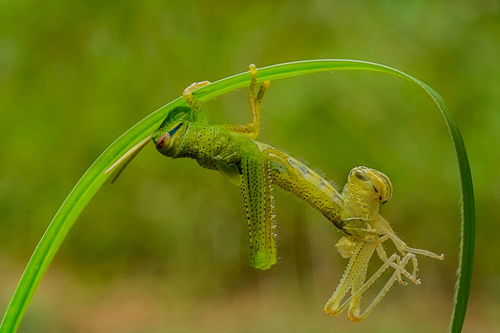 Locust molting von Collier Xiong