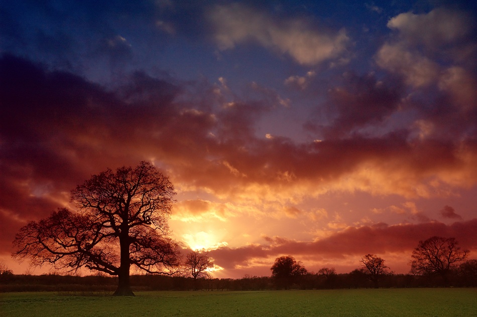 Even Trees Like to Watch the Sunset... von Conor Lanphere