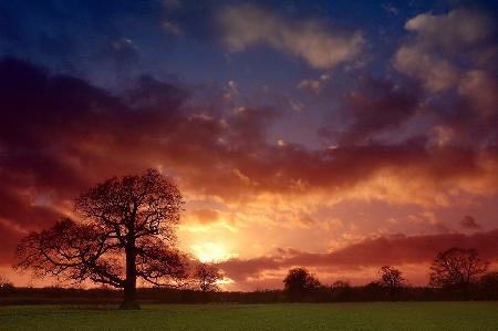 Even Trees Like to Watch the Sunset...