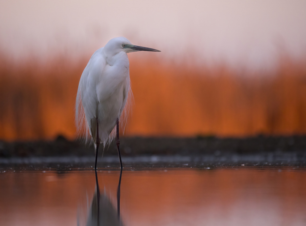 Great White Egret at Sunrise von Corry DeLaan