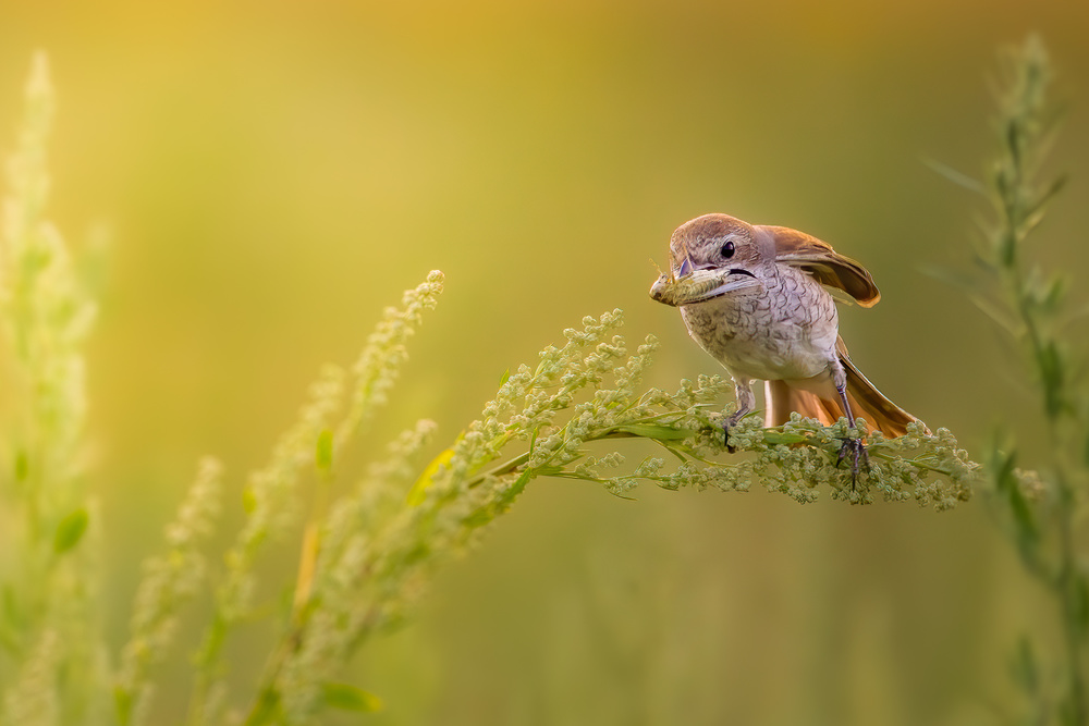 Having a snack von Cristi Dadalau