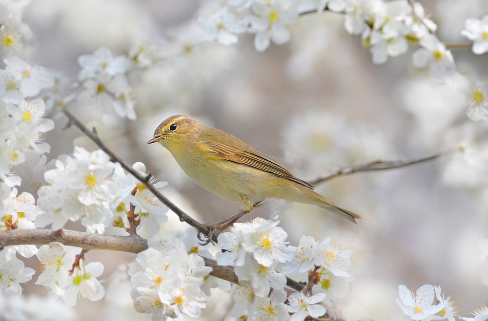 Spring is coming von Cristian Andreescu