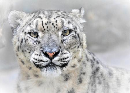 Snow leopard