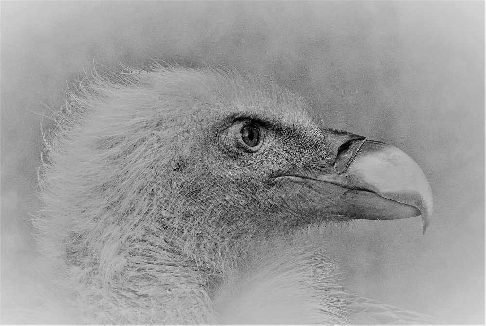 Bald eagle von Cristian Andreescu