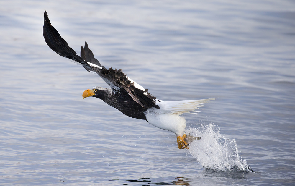 Take Off von C.S. Tjandra