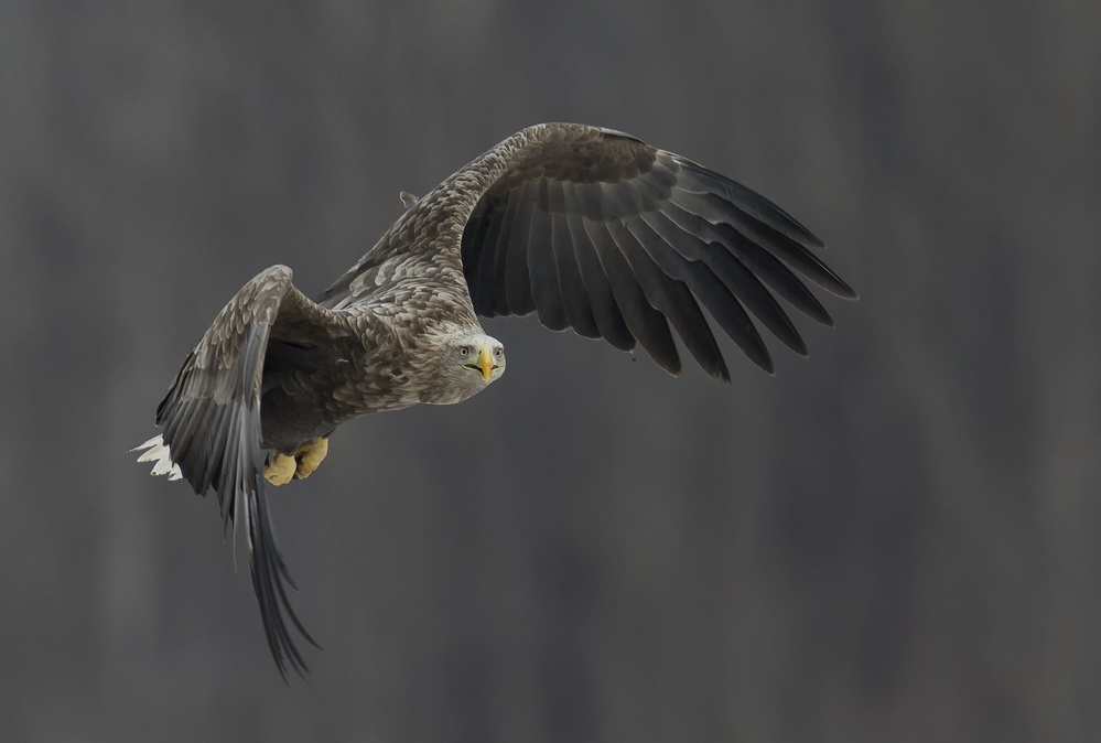 Eagle von C.S. Tjandra