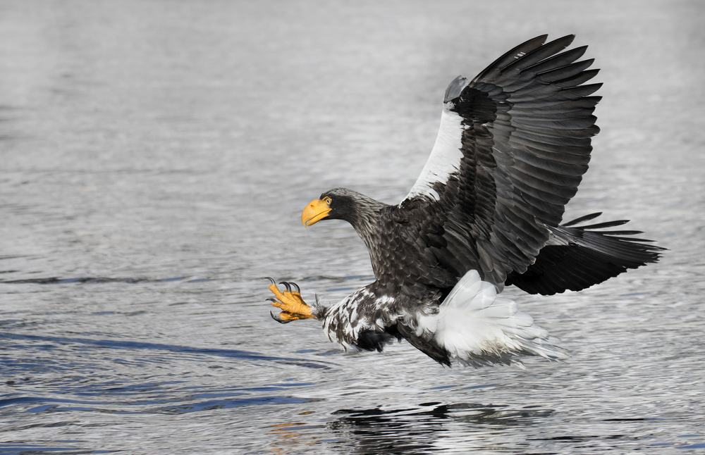 Fishing von C.S. Tjandra