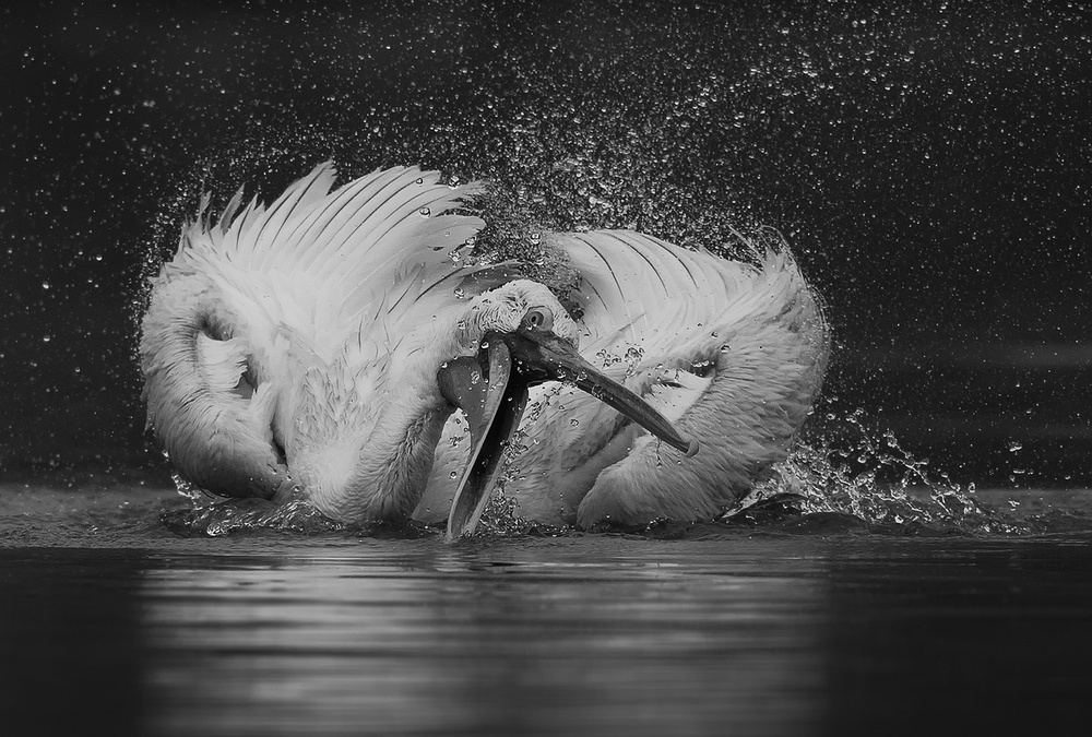 Fishing von C.S. Tjandra