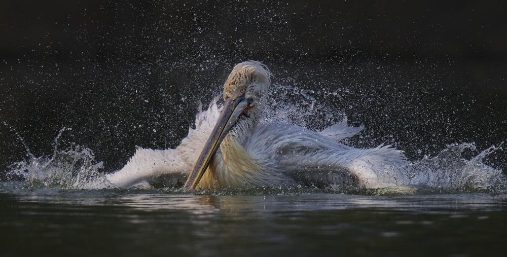 Bath von C.S. Tjandra