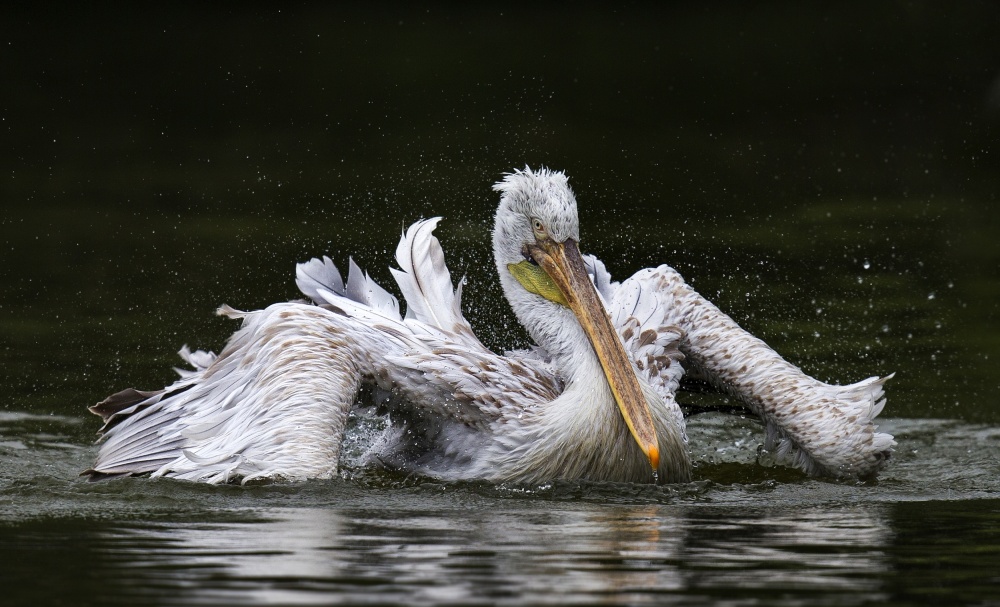 Bathing von C.S. Tjandra