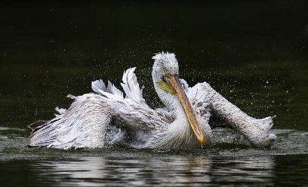 Bathing