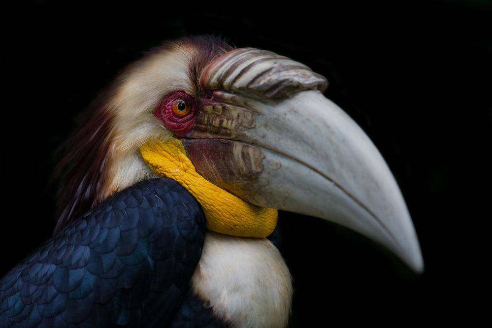 Wreathed hornbill von C.S. Tjandra