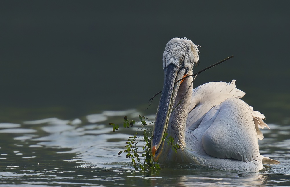 Nesting period von C.S. Tjandra