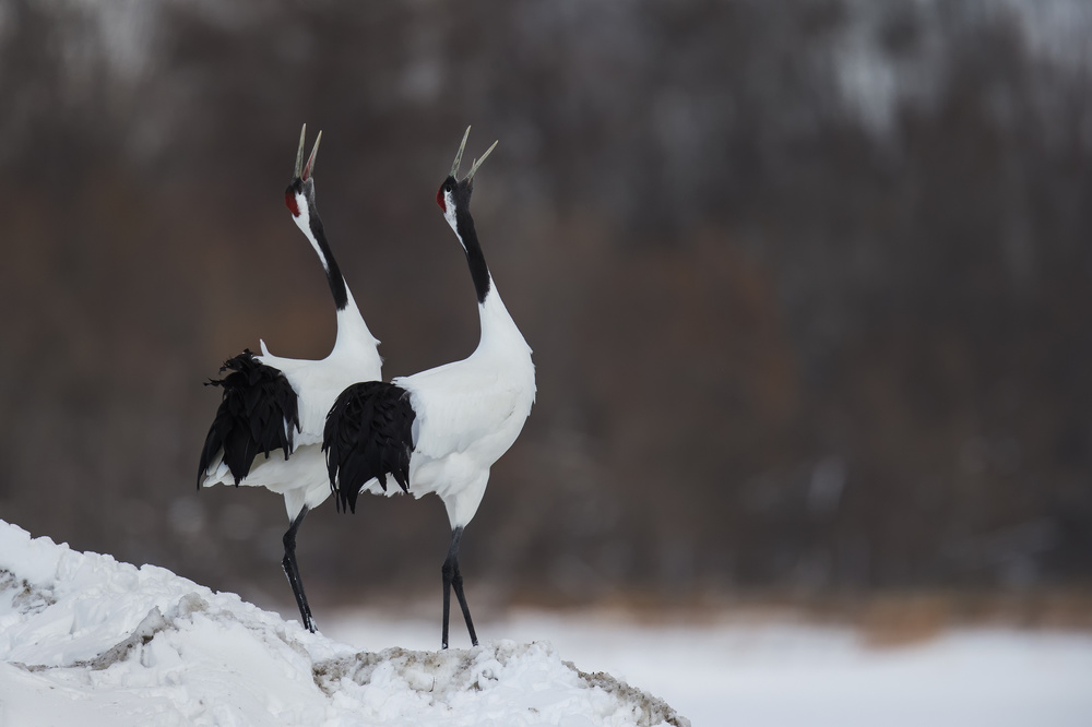 A duet von C.S. Tjandra