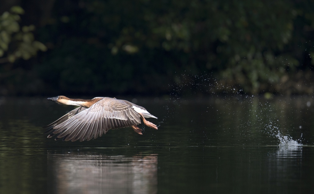 Duck von C.S. Tjandra