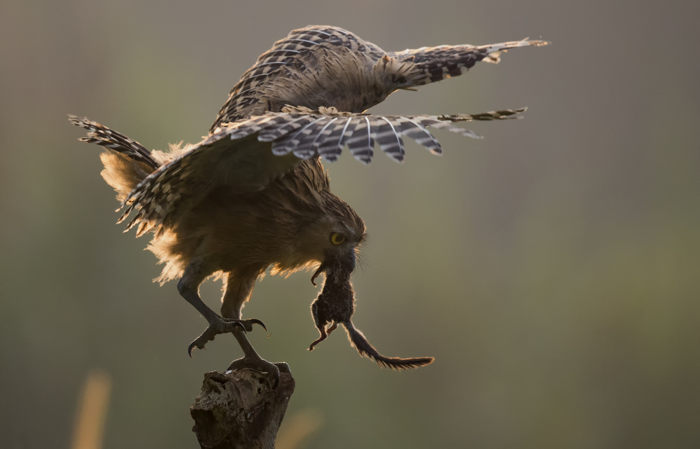 Owl von C.S. Tjandra