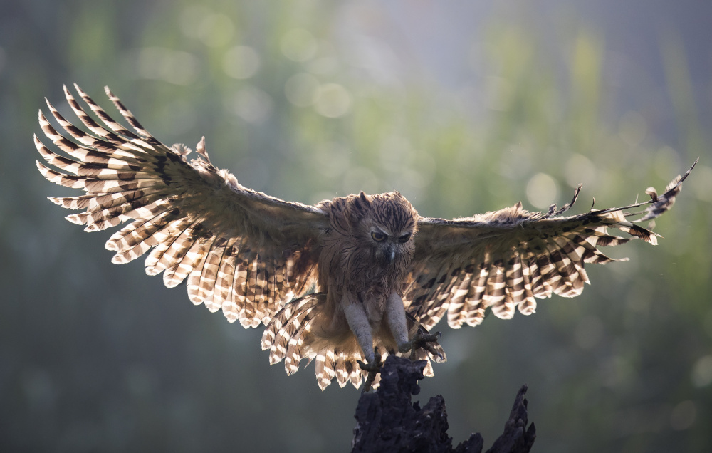 Owl von C.S. Tjandra