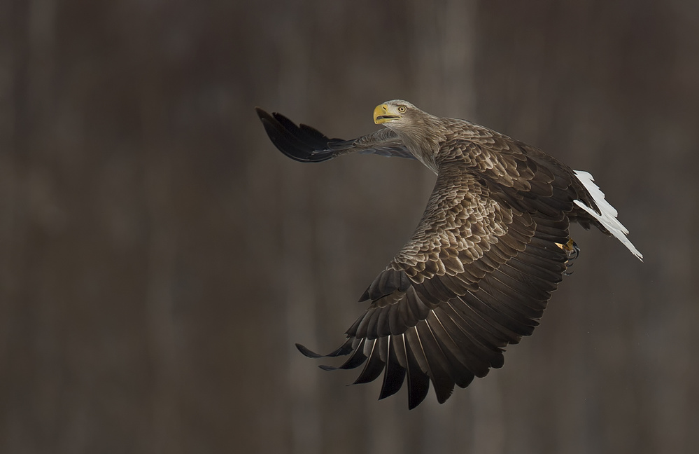 Fly von C.S. Tjandra