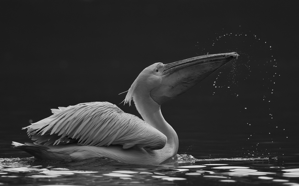 Focus von C.S. Tjandra