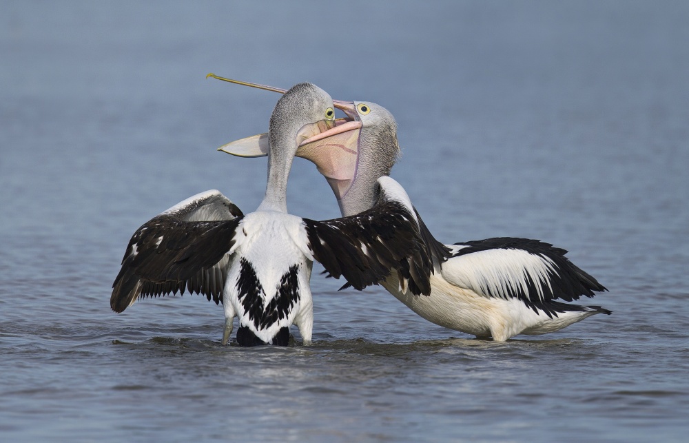 Feeding von C.S. Tjandra